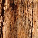 Sequoiadendron giganteum ecorce